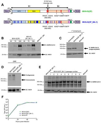 MVA-based vaccine candidates expressing SARS-CoV-2 prefusion-stabilized spike proteins of the Wuhan, Beta or Omicron BA.1 variants protect transgenic K18-hACE2 mice against Omicron infection and elicit robust and broad specific humoral and cellular immune responses
